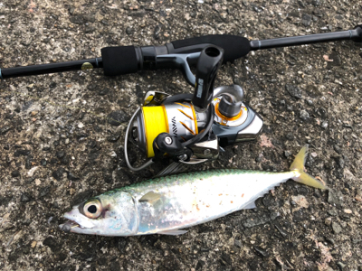 初和歌山、初アジング