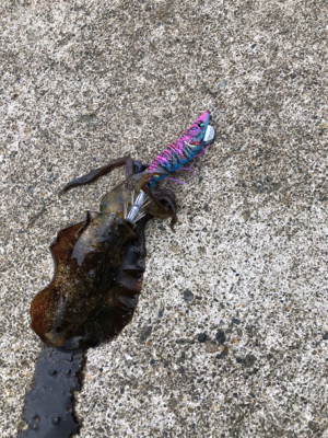 初アオリin直江津ハッピー