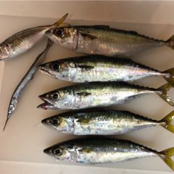 サバラッシュ時々アジ(^^)