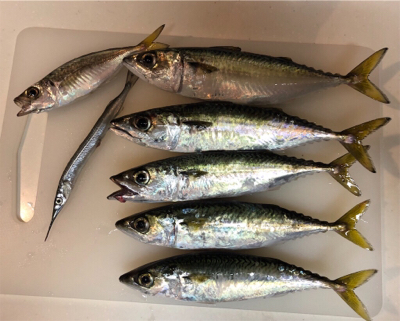 サバラッシュ時々アジ(^^)