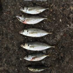 鯵 VS 鯖&太刀魚