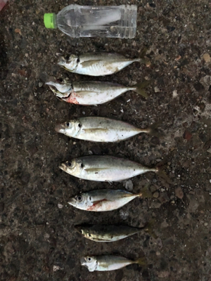 鯵 VS 鯖&太刀魚