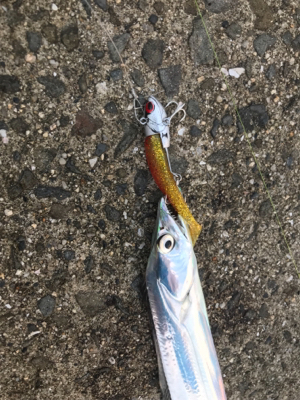 タチウオ、サバ！