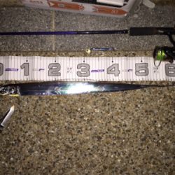 今期初タチウオ