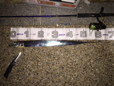 今期初タチウオ