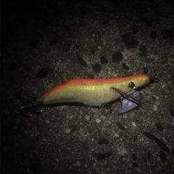 十六島アオリイカ夜の部