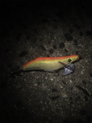 十六島アオリイカ夜の部