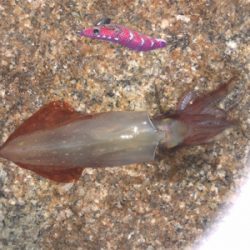 ケンサキ まだ釣れる