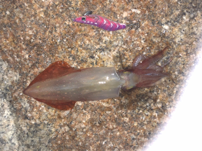 ケンサキ まだ釣れる