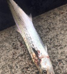 今シーズン初青物！