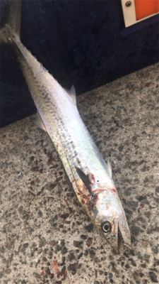 今シーズン初青物！