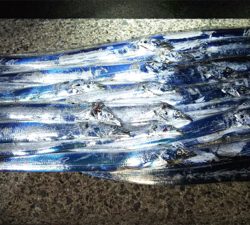 タチウオ確変中!