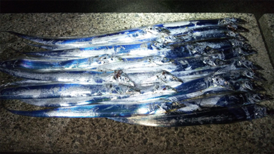 タチウオ確変中!