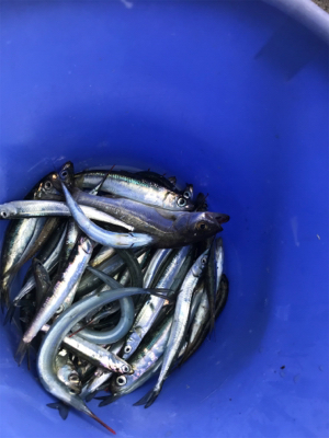 息子とサヨリ釣り