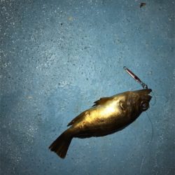 漁港での暇つぶしライトゲーム