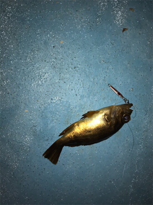 漁港での暇つぶしライトゲーム