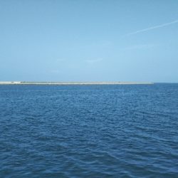 やっぱエサかぁ…