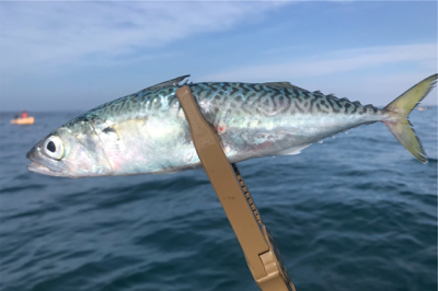 葉山ボードチャレンジ