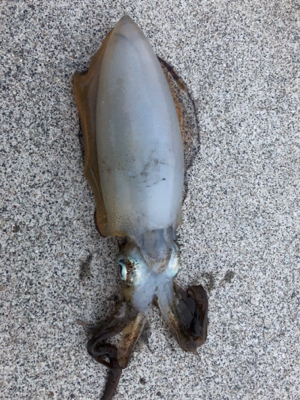 秋イカを求めて