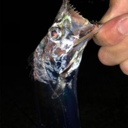 太刀魚のバス持ち