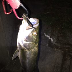 1匹だけでも楽しい^ ^