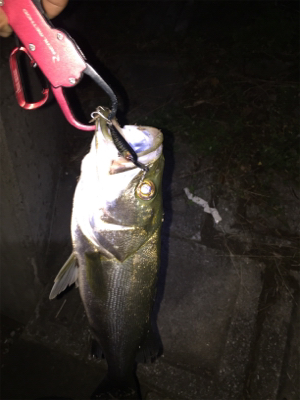 1匹だけでも楽しい^ ^