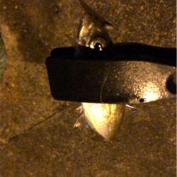 快調アジング♪