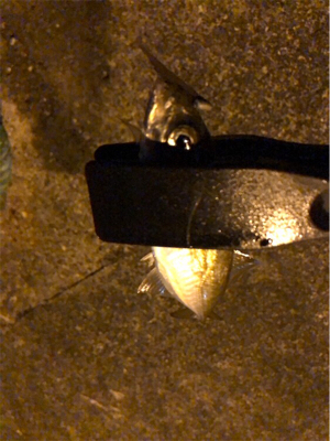 快調アジング♪