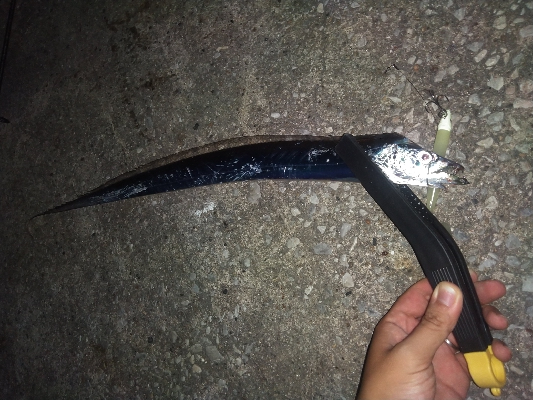 どじょうヘッドで2タチウオ