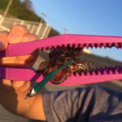 タチウオゲーム泉南好調