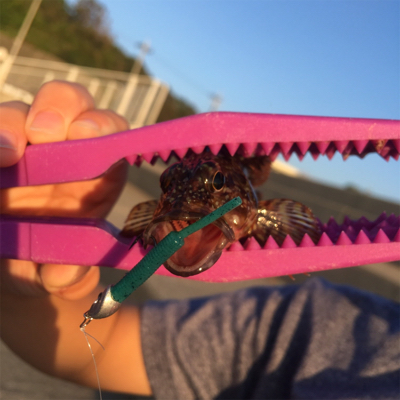 タチウオゲーム泉南好調