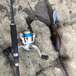 初の地磯エギング
