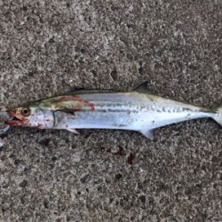 朝マズメでサゴシ