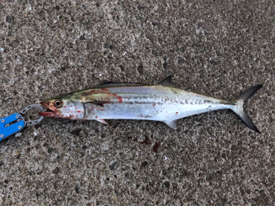 朝マズメでサゴシ