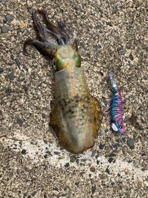 遠征エギング2日目in直江津ハッピー