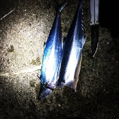 青物とタチウオ狙いに