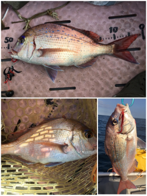 8目釣り！マイボート釣行