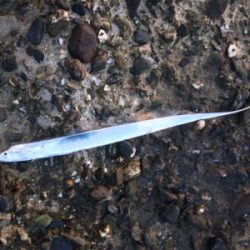 出遅れタチウオ