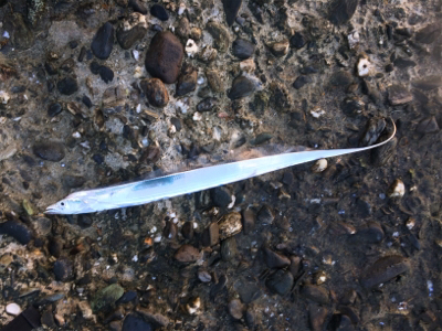 出遅れタチウオ