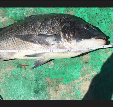 初チヌがまさかの年無し