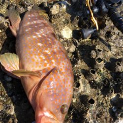 ベイト多数！でも…