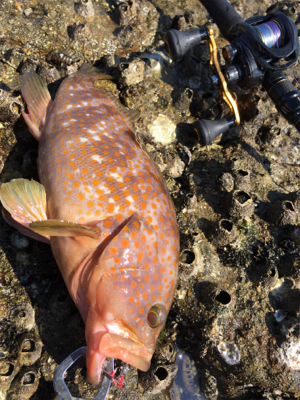 ベイト多数！でも…