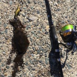 渋過ぎエギング