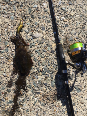 渋過ぎエギング