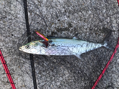 仕事終わりにショアジギング