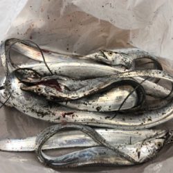 タチウオ＆サバ