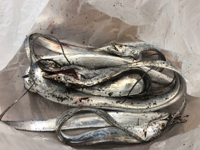 タチウオ＆サバ