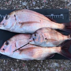 明石 太刀魚 鯛