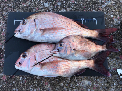 明石 太刀魚 鯛