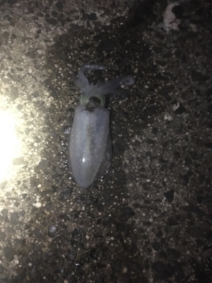 十六島アオリイカ